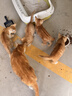 顽皮（Wanpy）果饭儿畅轻系列全价猫粮鸡肉三文鱼口味10kg 护肠营养主食干粮 实拍图