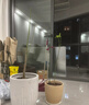 史丹利蓝莓专用土12L 酸性营养土盆栽蓝莓树配土促果泥土果树种植土壤 实拍图