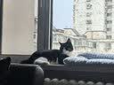 pidan猫砂 豆腐猫砂2.4kg*4包强力吸臭纯猫砂 可冲厕所非膨润土砂 实拍图