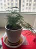 文竹盆栽绿植花卉盆景植物室内客厅水培文松云竹文竹大苗四季常青 小文竹【1颗】原盆原土球发货 高度15-25cm 实拍图