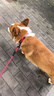 多尼斯（DOGNESS）狗狗牵引绳遛狗绳狗链子项圈小中型犬泰迪柯基法斗博美马犬 红M 实拍图