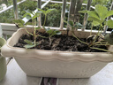 爱丽思（IRIS）长方形树脂花盆长条型专用蔬菜绿植草莓种植种菜盆阳台果蔬种植盆 【长37cm】 约6L 浅米色-花朵款 1个装 实拍图