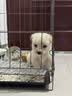 腆宠狗笼狗窝猫笼狗笼子中小型犬带厕所猫笼子大号家用室内狗围栏兔笼 实拍图