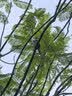 CLITON飞碟式咖啡滤纸挂耳滤纸手冲咖啡粉过滤纸一次性飞碟包滤袋30枚 实拍图