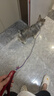 petlimit狗狗牵引绳宠物p链遛狗链子小中大型训犬防爆冲随行一体P绳1.8米  实拍图