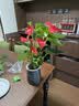 花翁红掌盆栽鸿运当头绿植室内桌面植物耐阴年宵花卉净化空气源头直发 实拍图