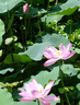 杜邦（DU PONT）杜邦手持花洒淋浴增压花洒喷头莲蓬头手持大面板花洒D-AH109 实拍图