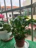 幸福树平安树绿植花卉小盆栽室内客厅办公室四季常青植物净化空气 特价幸福树1盆多颗原盆发货 实拍图
