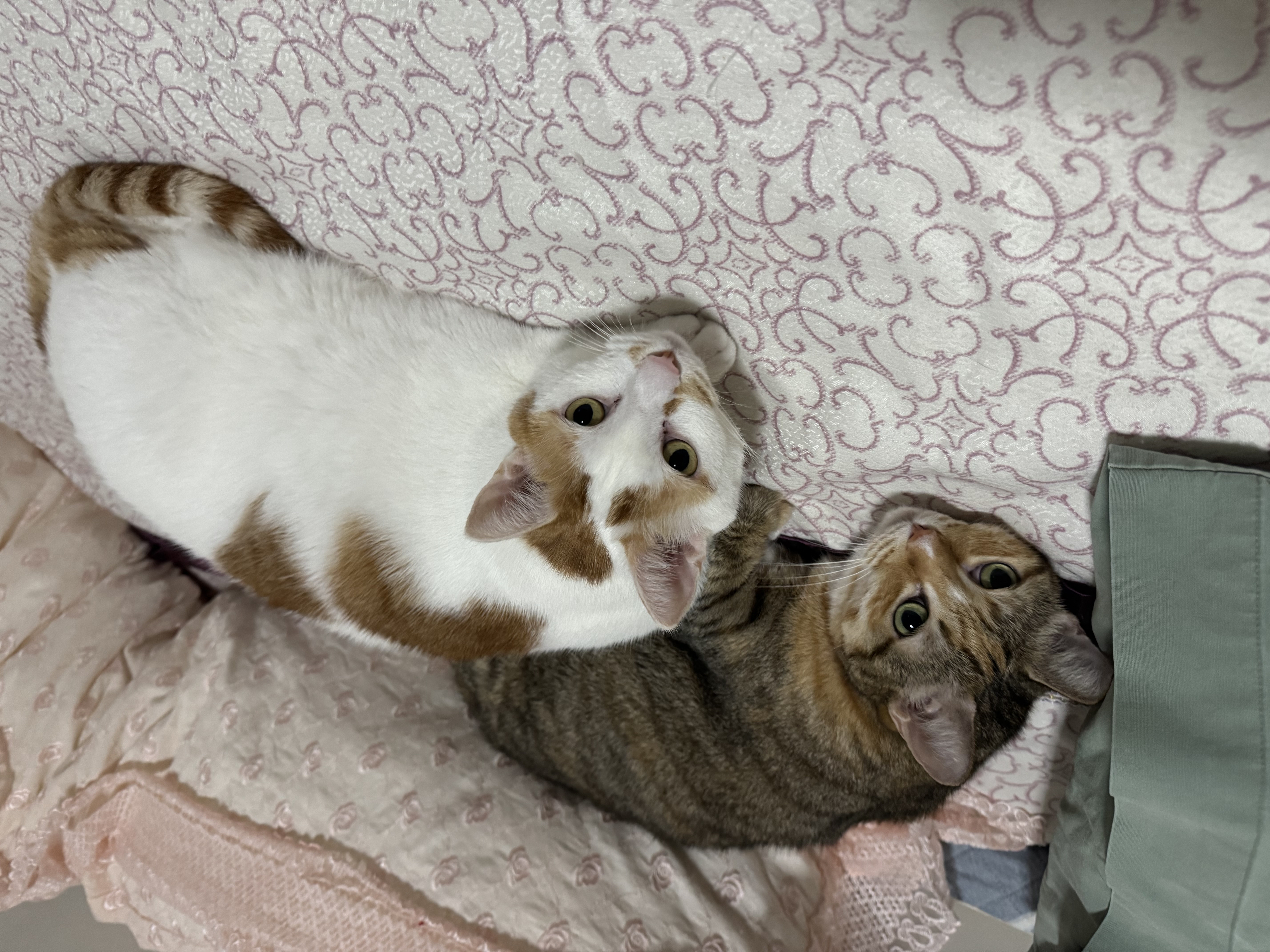 大宠爱 猫驱虫药 体内外同驱耳螨虱子跳蚤虫 2.6-7.5kg成猫 6支装 实拍图