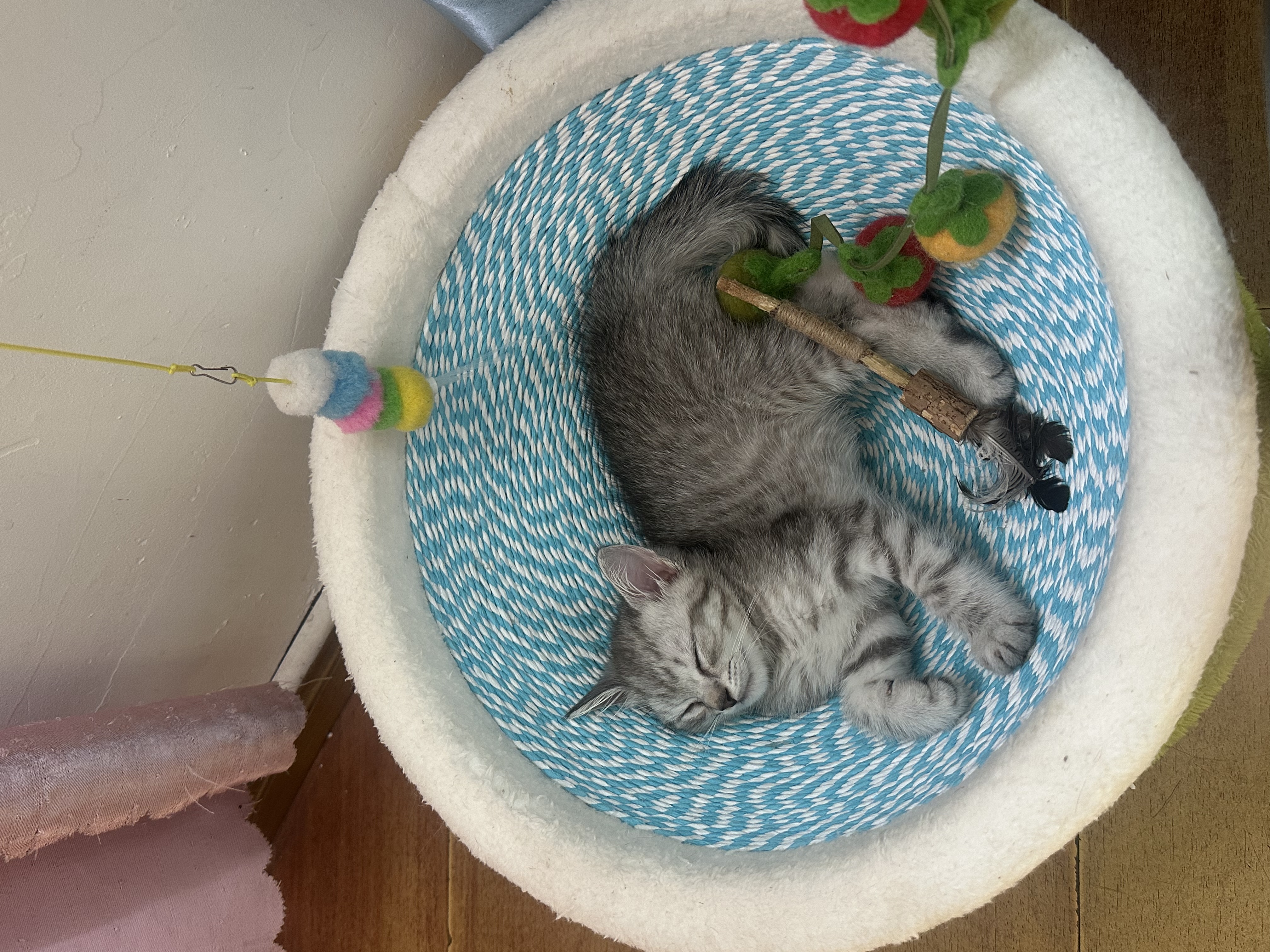 领先成猫尝鲜礼包主食级烘焙猫粮猫条餐盒汤包（新老款随机发货） 实拍图