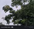 猫人【医护级首次免洗】女士内裤女纯棉抑菌中腰无痕大码少女三角裤 实拍图