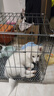 腆宠狗笼狗窝猫笼狗笼子中小型犬带厕所猫笼子大号家用室内狗围栏兔笼 实拍图