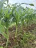 绿联【无黑边不挡屏】适用苹果17钢化膜iPhone17手机膜16Pro通用无边高清全屏防摔防爆保护膜 2片装 实拍图