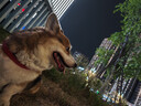 伯纳天纯狗粮中大型犬全价成年犬粮17kg羊肉蔓越莓味囤货装 实拍图