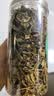 南同四海南京同仁堂鱼腥草泡水喝鱼腥草茶搭新鲜鱼腥草中药材干货折耳根 实拍图