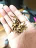 京东京造滇红金芽380g云南凤庆特级红茶茶叶经典58自己喝自营高品质送礼 实拍图