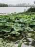 东上御品虾 青岛大虾基围虾鲜活青虾白虾海虾对虾冰虾冻虾生鲜 虾类 海鲜 3.3斤(净重)  盐冻大虾【单只速冻】 15-18cm【单只超大虾】 实拍图