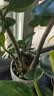 沭之美三角梅盆栽树苗植物室内外阳台庭院四季开花爬藤观花绿植源头直发 实拍图