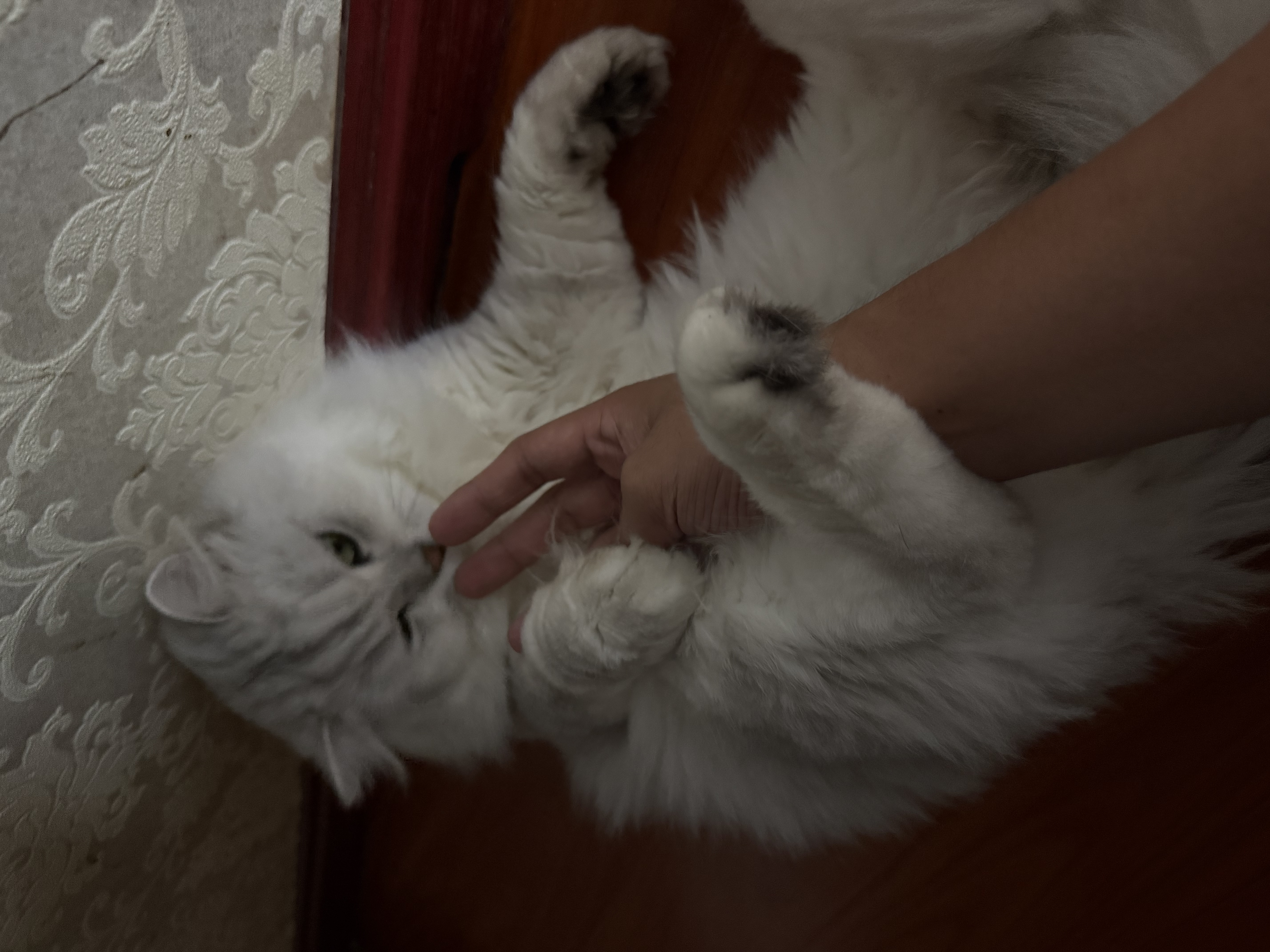 芸灵宠物眼药水猫咪狗狗硫酸新霉素滴眼液泪痕流眼泪红肿杀菌头孢消炎 实拍图