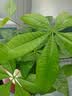 花翁大盆三杆发财树绿植盆栽招财植物办公室内开业盆景金钱树源头直发 实拍图