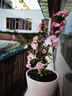 花翁海棠花盆栽树苗重瓣长寿冠盆景老桩庭院阳台绿植室内花卉源头直发 实拍图