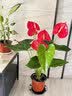 花翁红掌盆栽鸿运当头绿植室内桌面植物耐阴年宵花卉净化空气源头直发 实拍图