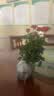 果汁阳台月季花苗四季开花卉盆栽绿植物室内花易活玫瑰带花苞庭院 红苹果【大花浓香，月月开分枝多】 【带花苞】【盆口径15cm】原盆冠25高35 实拍图