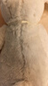 Jellycat害羞乳白色邦尼兔动物毛绒玩偶安抚玩偶娃娃送礼生日礼物 害羞乳白色邦尼兔 Medium 实拍图