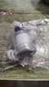 【100万+全网爆款】水龙头净水器过滤器家用厨房前置过滤器PP棉可拆卸万能接口台面可替换滤芯 【热销】一机一芯 实拍图