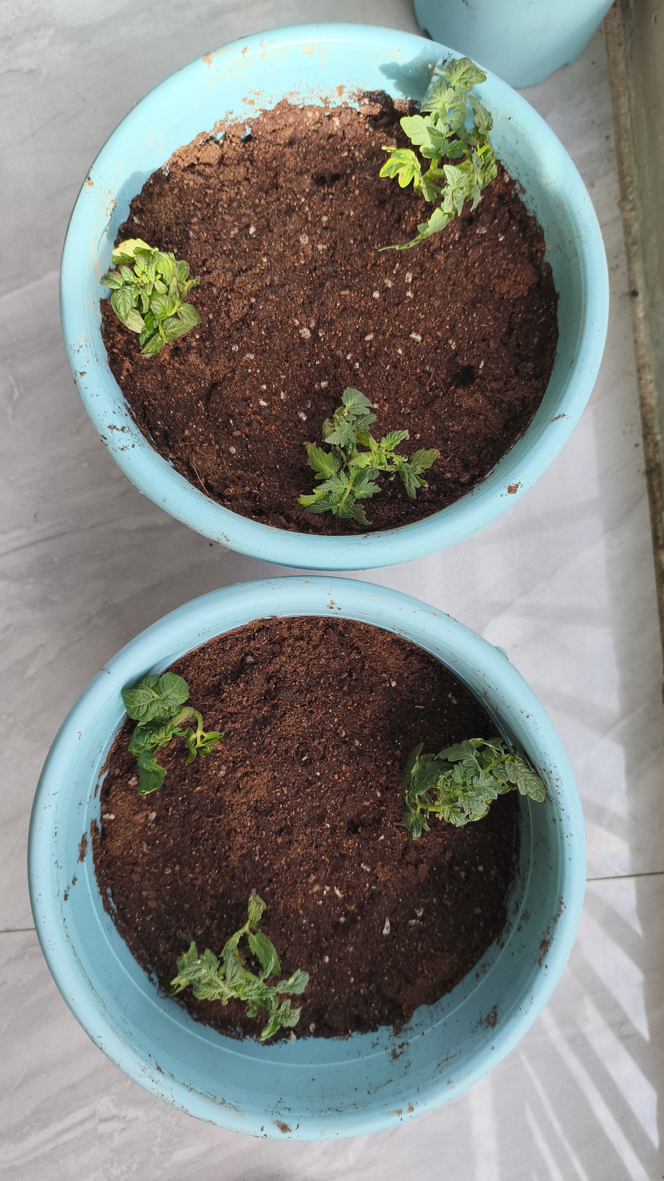 漫生活通用营养土18L养花种菜土园艺种植土花土有机土肥料盆栽绿植土壤 实拍图