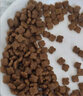 皇家猫粮 幼猫猫粮 幼猫专用 K36 通用粮 4-12月 400g 实拍图