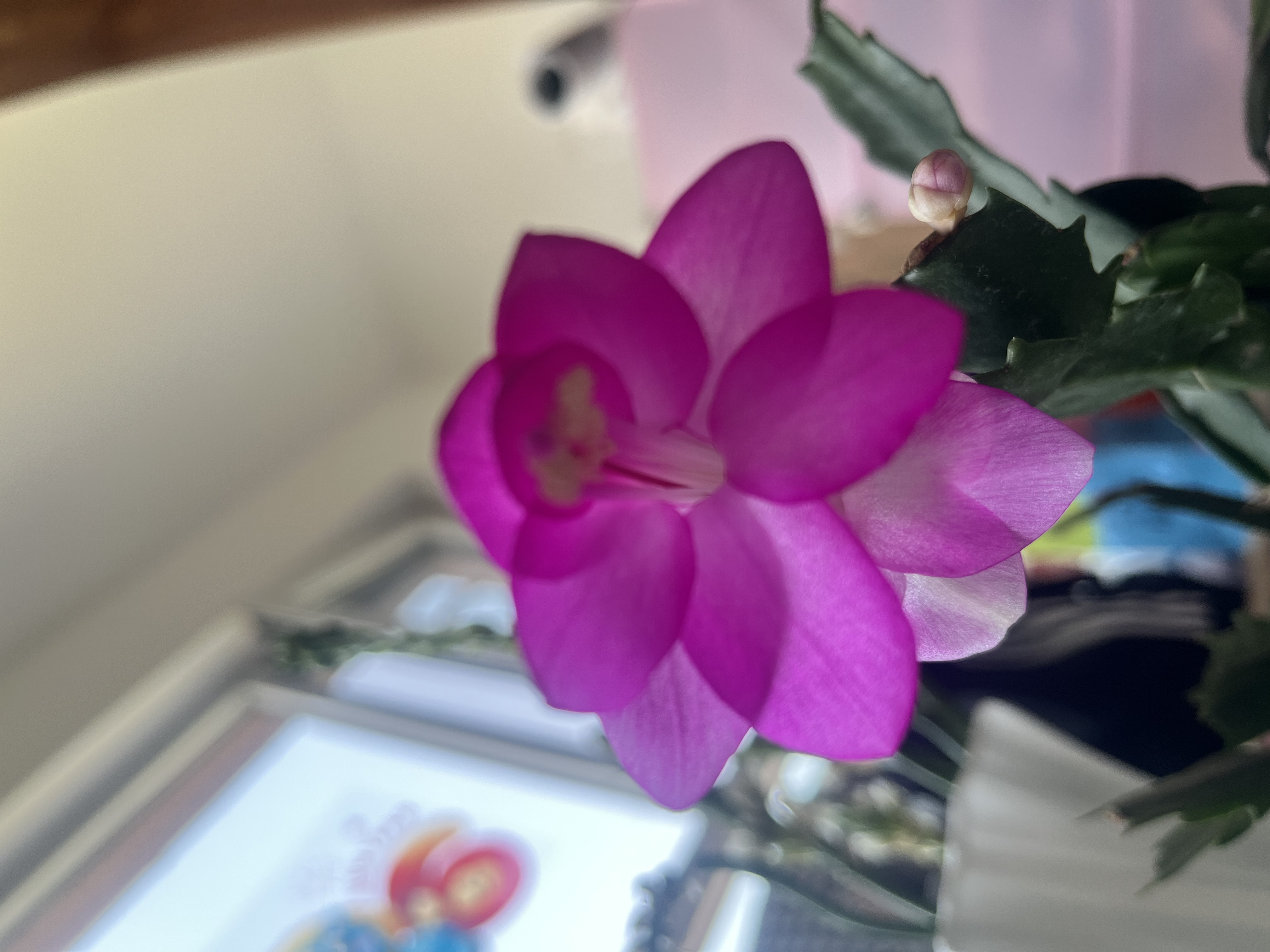 滴露（Dettol）衣物除菌液松木3L 内衣袜子衣物长效杀菌除螨 衣服消毒液儿童可用 实拍图