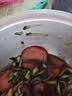 酱香卷肘200g大块卷肘新鲜即食卤肉类熟食肘花下酒菜真空包装肉肠 酱香卷肘200g*5袋 实拍图