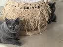 N1 爱宠爱猫n1绿茶纯豆腐猫砂3包套装11.1kg升级2.0颗粒易结团可冲厕所 实拍图