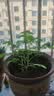 欧乐多（Olodo）半自动打蛋器手动家用手持打蛋棒按压搅蛋器小型搅拌器奶油打发器 中号半自动打蛋器 实拍图
