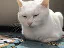 N1 爱宠爱猫N1进口钠基膨润土混合猫砂 6.5kg*3盒升级1.5mm豆腐砂可冲马桶 实拍图