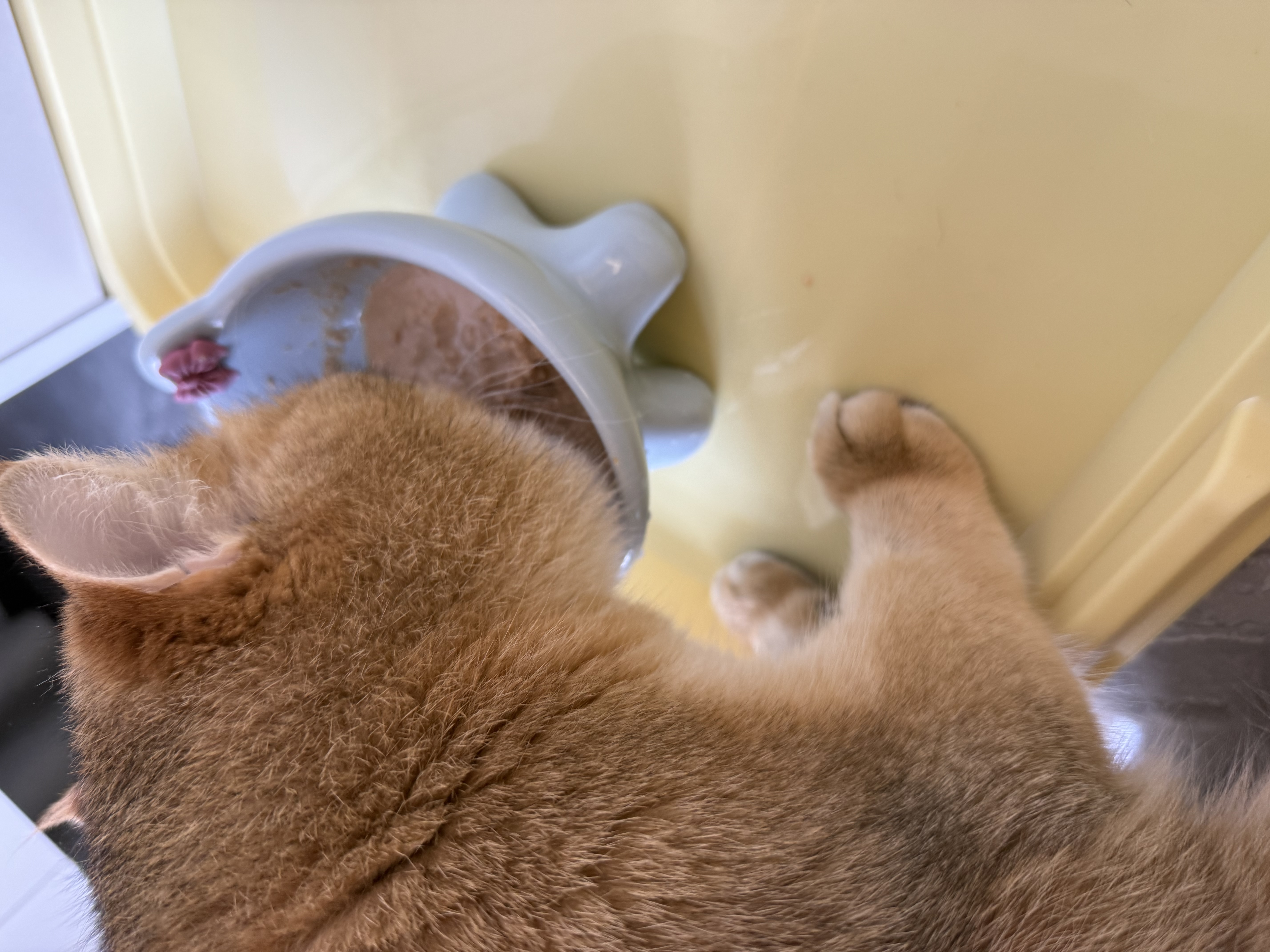 领先成猫尝鲜礼包主食级烘焙猫粮猫条餐盒汤包（新老款随机发货） 实拍图