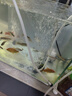 森森鱼缸增氧泵水族箱氧气泵LQE-200家用小型充氧泵4W双孔+全套配件 实拍图
