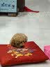 麦德氏IN犬猫高钙0乳糖绵羊奶粉300g/罐8倍乳铁蛋白幼犬猫羊奶粉狗狗 实拍图