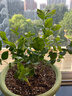 茉莉花苗盆栽带花苞九里香老桩驱蚊花卉植物室内浓香四季开花好养 大份茉莉花【4-6颗】花苞饱满 不含盆 实拍图
