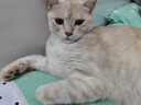 鲜朗低温烘焙猫粮无谷全阶段通用型鲜郎营养高蛋白鸡肉全价猫粮囤货装 烘焙猫粮2kg【单包装】 实拍图