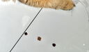 鲜朗低温烘焙猫粮冻干生骨肉天然无谷幼猫成猫全阶段鲜郎换粮试吃试用 烘焙幼猫粮试吃装 实惠装(50g*5包) 实拍图