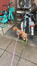 麦富迪营养森林狗粮 肉松双拼犬粮 成犬幼犬通用泰迪金毛鲜鸡肉肉松粮 【升级】通用型肉松狗粮2kg 实拍图