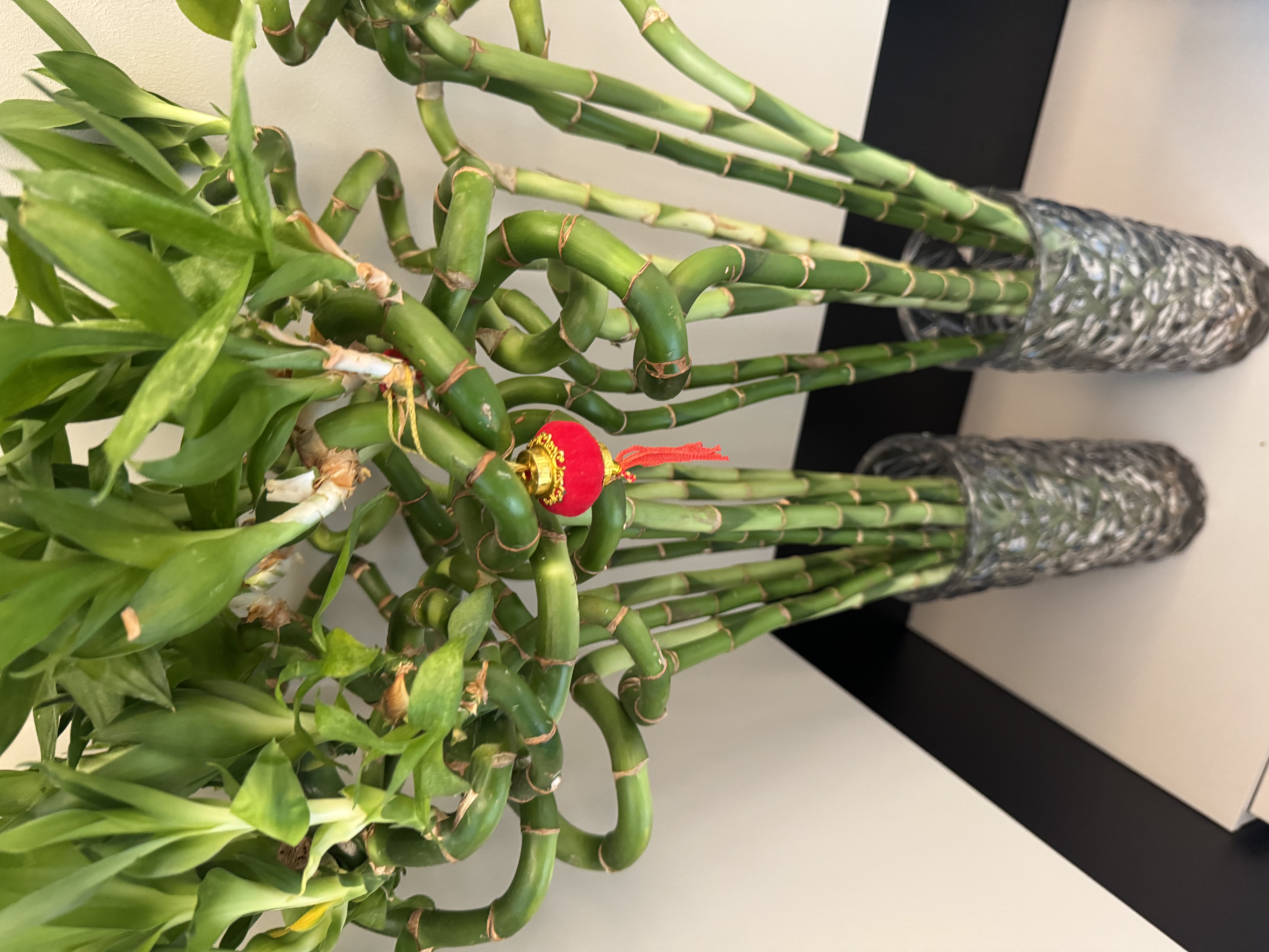 绩光富贵竹转运竹弯竹龙竹水竹开运水养竹子带根水培植物花卉室内绿植 不含盆 【带根】转运竹弯竹-70厘米-10棵 实拍图
