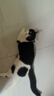 亿迪 猫粮幼猫成猫10斤全价国产布偶流浪猫蓝猫英短全阶段专用 实拍图