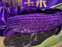 十月稻田 黑糯玉米 8根 3.52斤 真空包装 东北甜粘玉米棒 低脂早餐 实拍图
