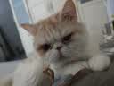 普安特宠物猫咪驱虫药驱虫体内外一体幼成虫跳蚤犬虱非泼罗尼爱滴克套装 实拍图
