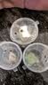 泽驭名宠迷你蟹辣椒蟹宠物鱼缸观赏蟹淡水活体草缸可深水养殖小螃蟹除藻蟹 红爪辣椒蟹5公5母多+3只备损 实拍图