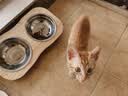 麦富迪猫粮三文鱼油幼猫粮10kg天然营养布偶猫咪实惠装 实拍图