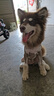 奥丁（ODIN）狗粮 大中小型犬粮泰迪金毛哈士奇德牧通用型 幼犬全价狗粮10kg 实拍图